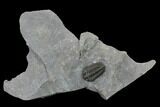 Flexicalymene Trilobite - LaPrairie, Quebec #164364-1